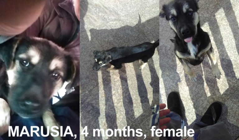 Marusia 4 months female.jpg