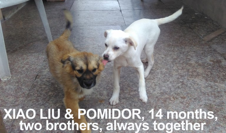Xiao Liu and Pomidor 14 months