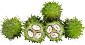 Coco-Tomatl-Secret-weight-loss-ingredient-1